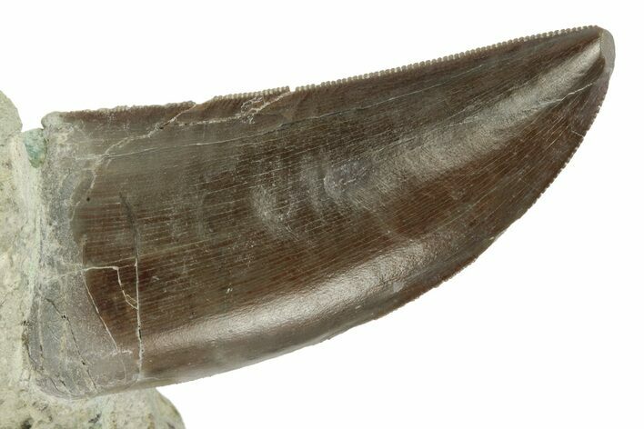 Serrated Dinosaur (Allosaurus) Tooth - Colorado #218334